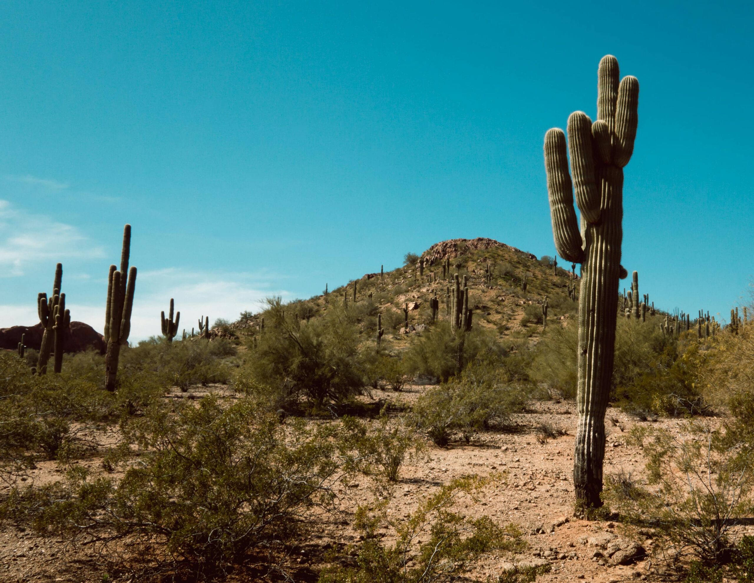 A scenic view of towering saguaro cacti in a desert landscape in Arizona, USA.