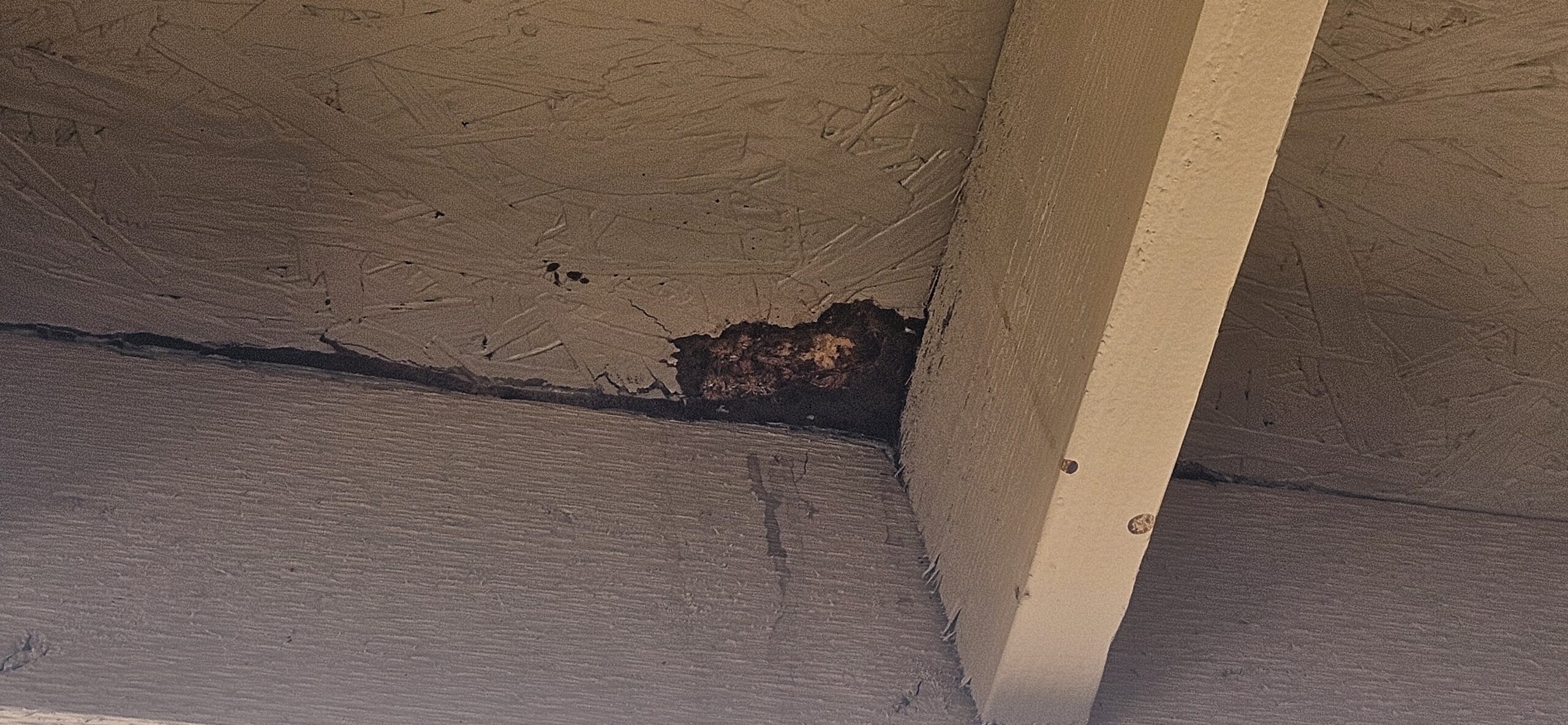 Roof leak damage from Monsoon storm in Phoenix
